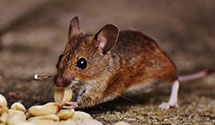 24 Hour & Emergency Exterminators in New Holland, SD